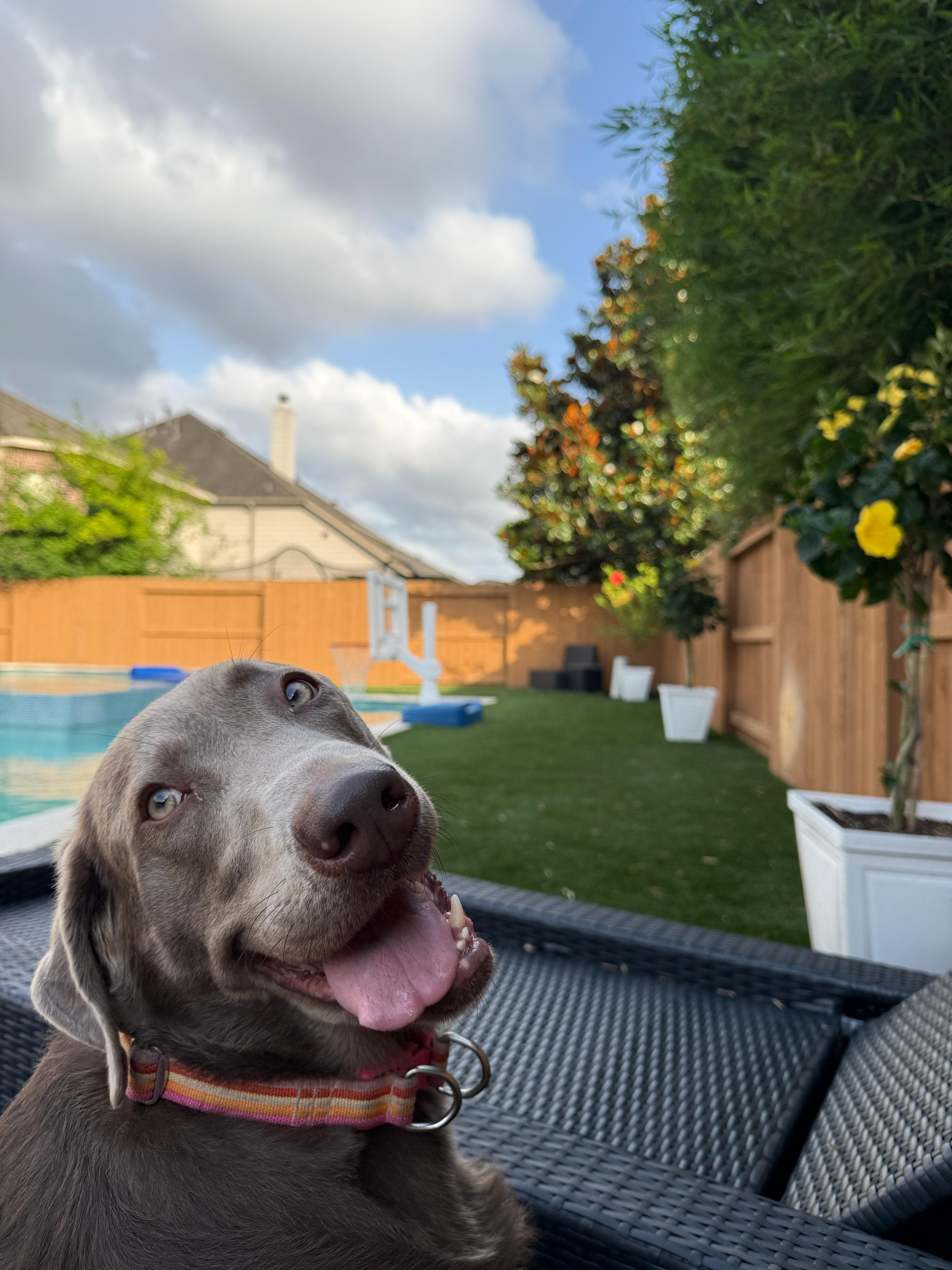 Brown dog smiling on a patio
