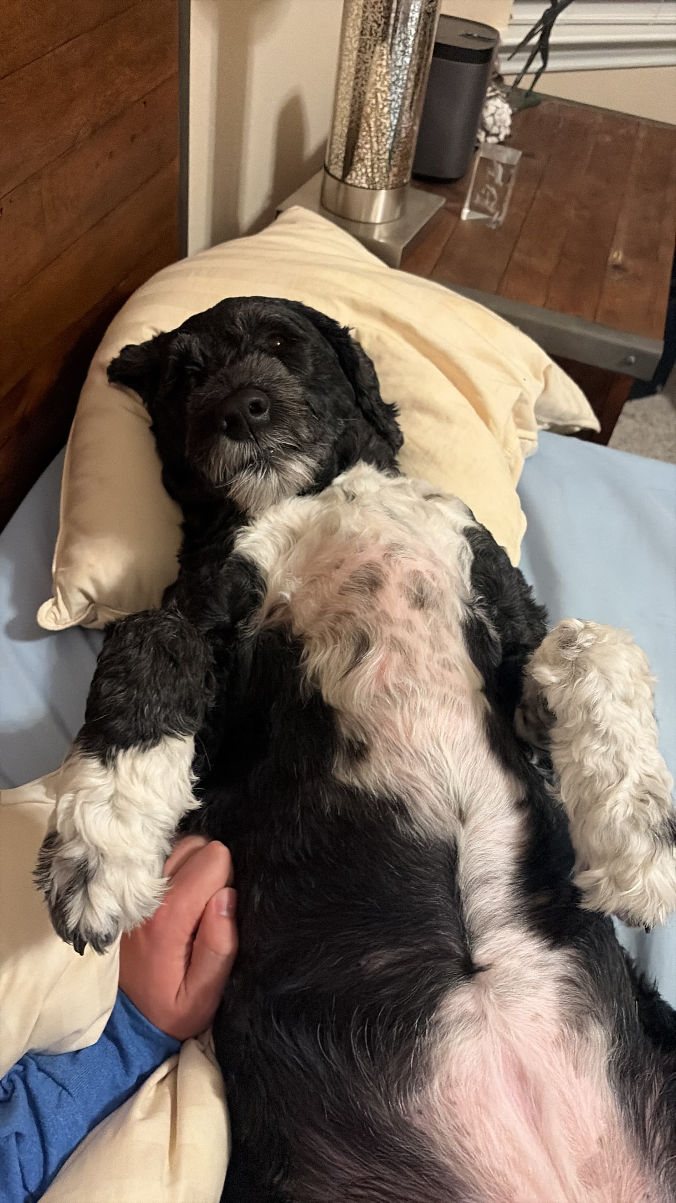 Black and white dog lying belly-up on a bed