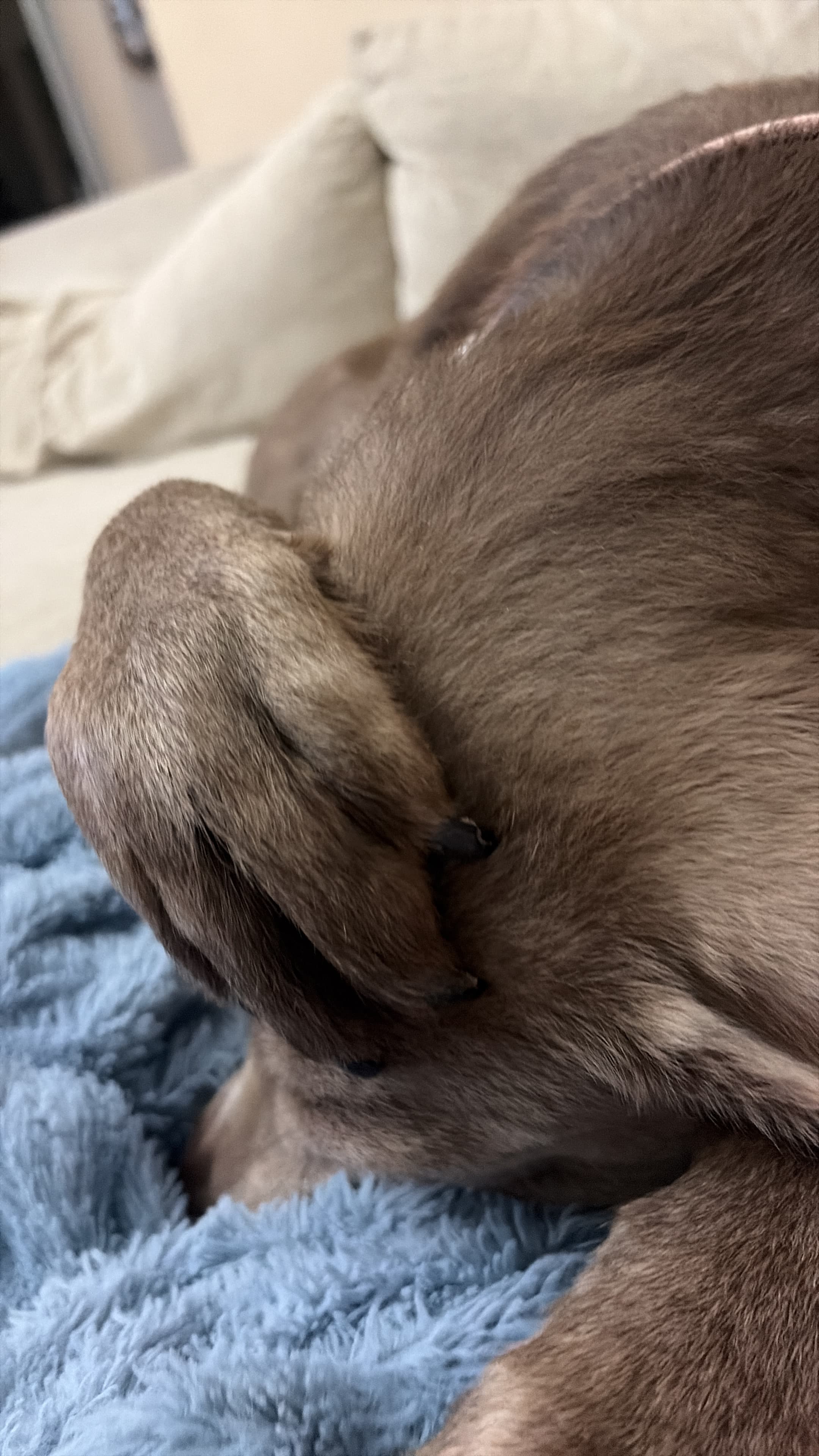 Brown dog curled up asleep on a blanket